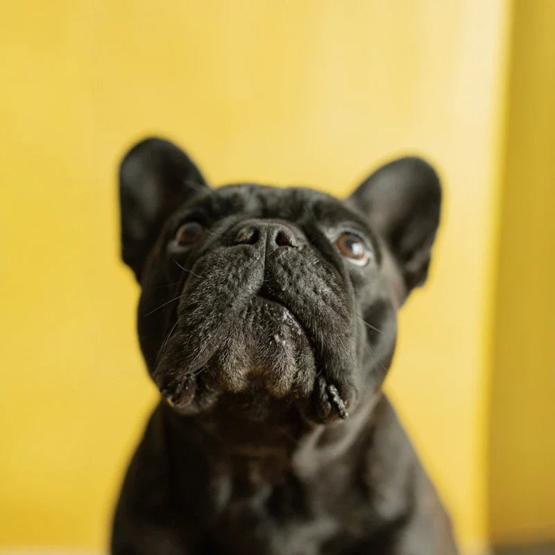 Collier anti-aboiement pour petit chien : Risques, sécurité et meilleur choix (2026)