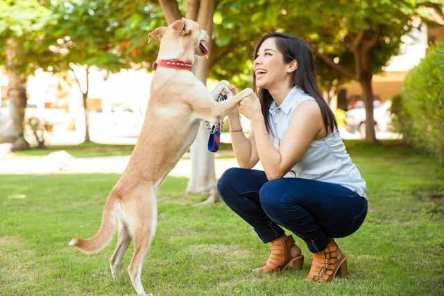 Collier anti-aboiement : qu’est-ce qui est légal ou interdit en France en 2026 ?