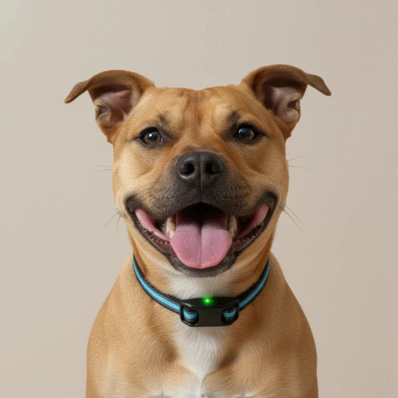 Collier anti aboiement fonctionnement : le décryptage