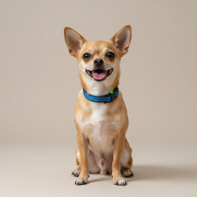 Quel est le meilleur collier anti-aboiement pour un petit chien ? Top 3 (2026)