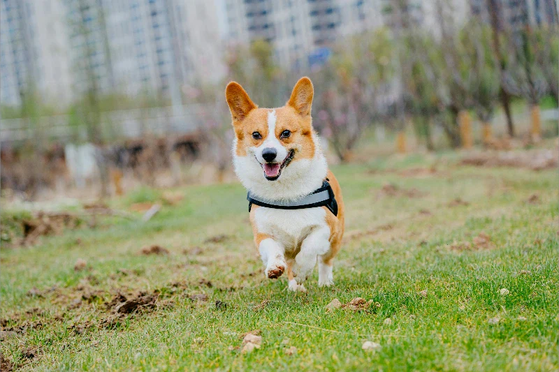 Collier anti-aboiement sans douleur : comment choisir un modèle vraiment sûr ?
