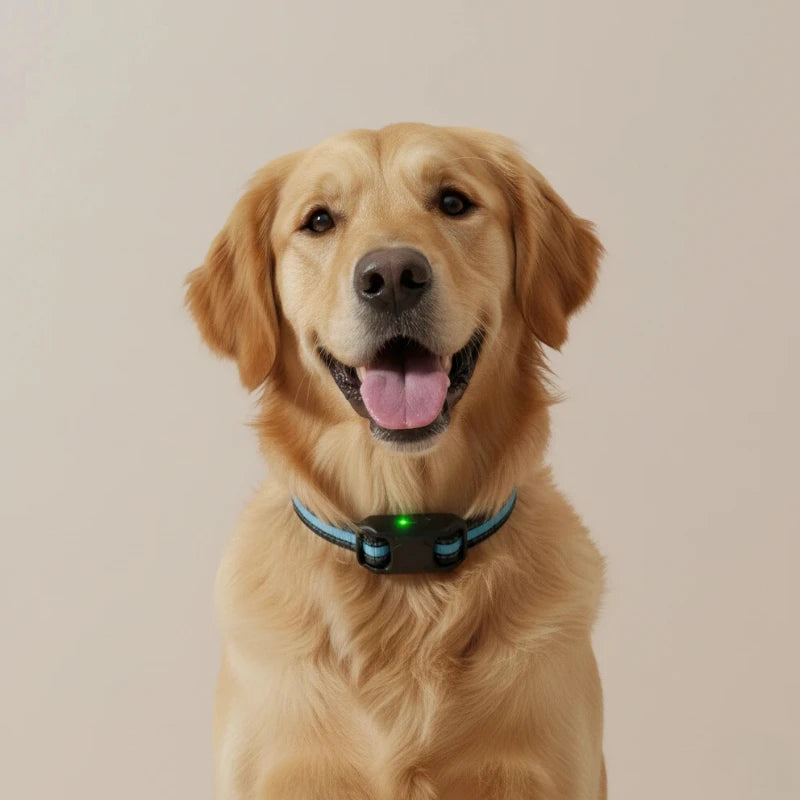 Collier anti aboiement - MAESTRO™